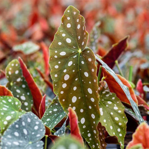 4 4 8 Combo Begonias Houseplant Live Indoor, Angel Wing Begonia Maculata Live Plant, Polka Dot Begonias Live Plants