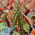 4 4 8 Combo Begonias Houseplant Live Indoor, Angel Wing Begonia Maculata Live Plant, Polka Dot Begonias Live Plants