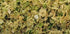 2 Dried Cabbage Pounds Bulk-Heat Sealed in a Poly Bag-Dehydrated Dried Vegetables