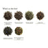 36 Palais des Ths - Morning Teas Gift Box - Assorted Premium Tea Bags