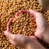 THOUSAND LEAVES 12 oz (340 Whole Soy Beans,Dried Yellow Soybeans Dry Great for Making Soy Milk and Tofu, Dau Nanh g)