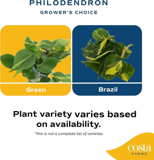 Costa Farms Philodendron Live Plant, Grower's Choice Indoor House Plant, Easy to Grow Vining Houseplant in Decorative