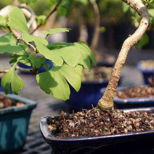 4 10 14 Inches Brussel's Bonsai Live Ginkgo Bonsai Tree - Years, to Tall - Outdoor Bonsai Tree Live in Decorative