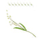 Global Sugar Art Lily of the Valley Sugar Cake Flowers Spray White,