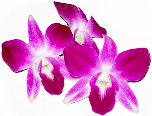 100 (2 box@50 Fresh Purple Dendrobium Orchids Individual blossoms ct pcs). For Cake Decorating and Garnishes