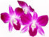 100 (2 box@50 Fresh Purple Dendrobium Orchids Individual blossoms ct pcs). For Cake Decorating and Garnishes