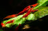 Generic 20+ High Grade Fire Red Cherry Shrimps Neocaridina Live Freshwater Shrimp Aquarium Inverts High-Grade Cherry