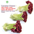 Plant Gift 100% 100% 45g/1.58oz Herbal Carnations Flowers Tea,Chinese Flower tea, natural carnation tea health