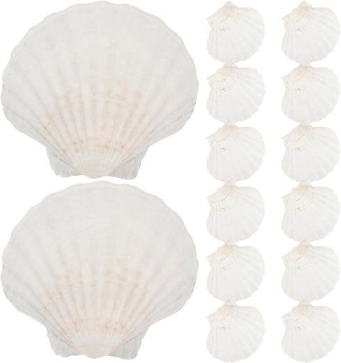 Luxshiny 20pcs Natural Scallop Shells for Baking and Serving Food, 10-12cm Seashell