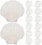 Luxshiny 20pcs Natural Scallop Shells for Baking and Serving Food, 10-12cm Seashell