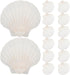 Luxshiny 20pcs Natural Scallop Shells for Baking and Serving Food, 10-12cm Seashell