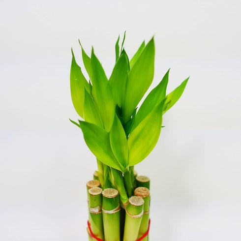 Athena's Garden 10" Bamboo Stalks with Shoots