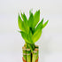 Athena's Garden 10" Bamboo Stalks with Shoots