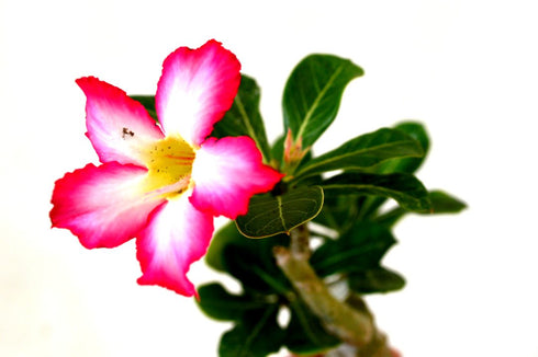 Set 2 of Adenium Desert Pink & Red Color House Plant Bonsai