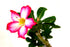 Set 2 of Adenium Desert Pink & Red Color House Plant Bonsai