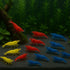 Generic Seam Oasis 15+ Red - Blue - Yellow Color Neocaridina Rainbow Live