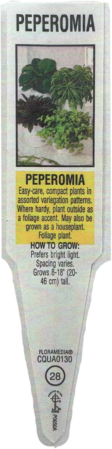 6 Inch 3-Pack Live Peperomia Growers Choice in Nursery Grower Pot | Easy-Care Indoor Houseplant for Home and Office