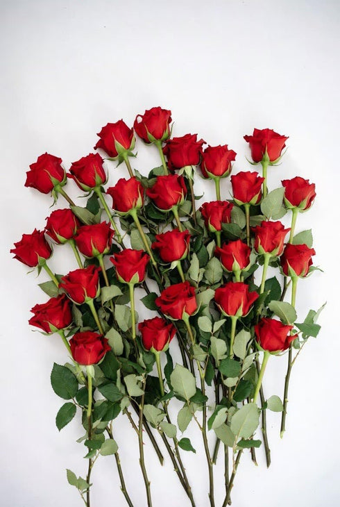 Cassiolina (24) Fresh Cut Freedom Red Roses Bouquet, Premium Long Stem Red Roses, Fresh Cut Roses for Valentines Day