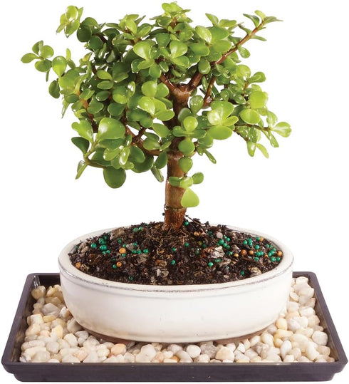 Brussel's Bonsai - Live Dwarf Jade Bonsai Tree with Ceramic Bonsai Pot