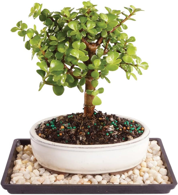 Brussel's Bonsai - Live Dwarf Jade Bonsai Tree with Ceramic Bonsai Pot