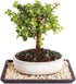 Brussel's Bonsai - Live Dwarf Jade Bonsai Tree with Ceramic Bonsai Pot