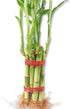 Lucky Indoor Bamboo for Life Balance - 5 Live Plants - 8