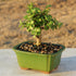 3 5-8 Inches Brussel's Bonsai - Live Dwarf Jade Bonsai Tree in a Ceramic Bonsai Pot, Indoor Succulent Houseplant, Years