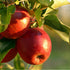 1 Earthborn Elements Apple Cider Vinegar Powder, Gallon Bucket, Cooking & Baking, Dry Powder