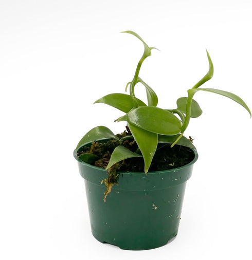 Live Vanilla planifolia Orchid Plant - 'Vanilla Orchid' - ragnaroc Tropical Plant