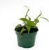 Live Vanilla planifolia Orchid Plant - 'Vanilla Orchid' - ragnaroc Tropical Plant