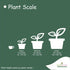 Stunning Bonsai Tree in Decorative Pot