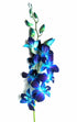 Just Orchids Fresh Blue Dendrobium Orchids by
