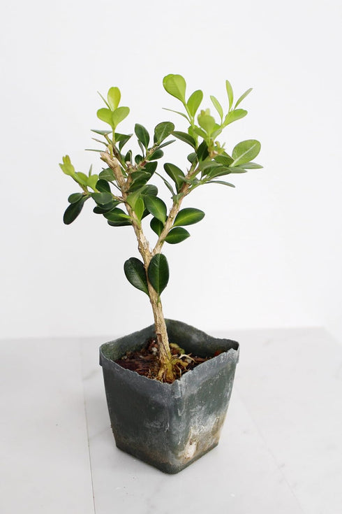 Mini Bonsai Tree Starter Gift, Winter Gem Boxwood Plant, Variegated Leaf Plant, Buxus Microphylla Boxleaf, Japanese