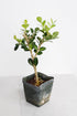 Mini Bonsai Tree Starter Gift, Winter Gem Boxwood Plant, Variegated Leaf Plant, Buxus Microphylla Boxleaf, Japanese