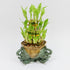 Athena's Garden Classic Lucky Bamboo Tower in Elegant Ceramic Container, Green, One
