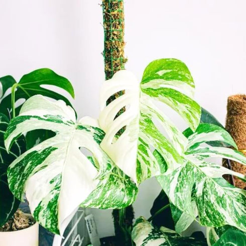 5-9" Philodendron Plant Live, Rare Tropical Variegated Live Indoor Houseplant, Starter Plants No Pot, in Tall (Monstera