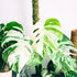 5-9" Philodendron Plant Live, Rare Tropical Variegated Live Indoor Houseplant, Starter Plants No Pot, in Tall (Monstera