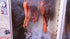 Brown Sugar Bacon Cure by The Sausage Maker - Sweet & Savory Flavor