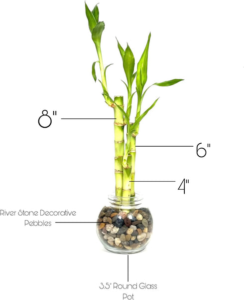 Generic 3 4,6, 8 Stright Live Lucky Bamboo Stalks Arrangement & in Small Round Glass Pot with Rocks and Free Lucky