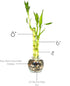Generic 3 4,6, 8 Stright Live Lucky Bamboo Stalks Arrangement & in Small Round Glass Pot with Rocks and Free Lucky