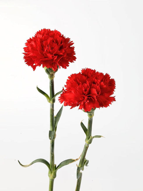 38 Red Carnation Flowers Hydroponic Flower Arrangement Mothers Day Gift Home Decor Birthday Anniversary Healing