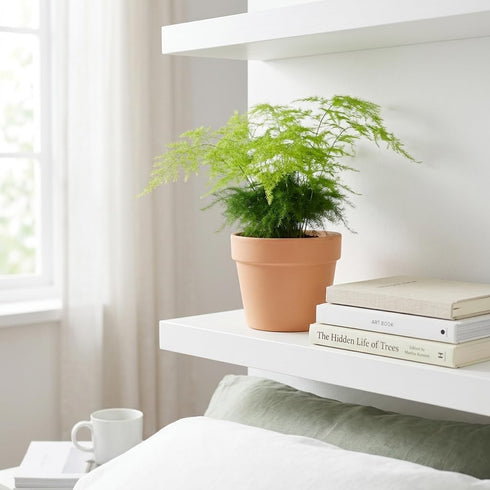 NYGardenia 4 Inch Pot Asparagus Fern Live Plant, Soft Feathery Foliage, Easy Care Indoor Houseplant