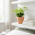 NYGardenia 4 Inch Pot Asparagus Fern Live Plant, Soft Feathery Foliage, Easy Care Indoor Houseplant