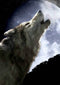 Edible Icing Image 1/4 Sheet - Wolf Howling