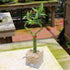 4 14-16 Inches Brussel's Bonsai - Live Lucky Bamboo Plant, Heart Shaped Indoor Bamboo with Red Decorative Rocks