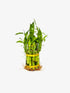 Generic Two Layer Live Luck Bamboo Indoor House Plant in Glass Vase, Live Lucky Bamboo Plant, Dracaena sanderiana, Feng