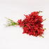 Athena's Garden 10 Athenas Garden Fresh Cut Orchids Stems Deep Red Mokara Cut Orchid Flowers