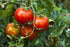 1 Food to Live Organic Sun-Dried Tomatoes with Sea Salt, Pound - Salted, Non-GMO, Kosher, Vegan, Unsulfured, Bulk