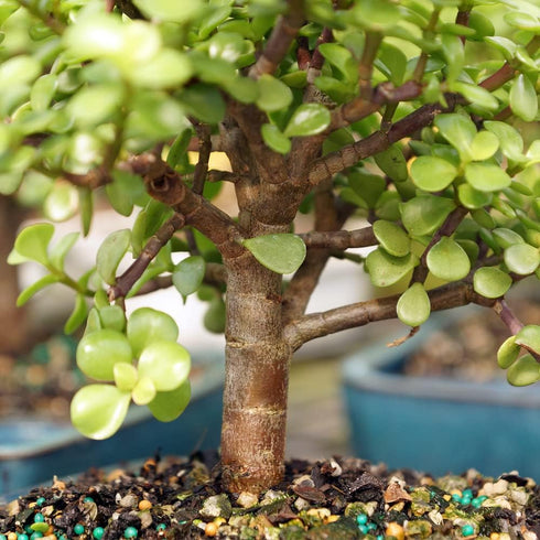 4 8 12 Inches Brussel's Bonsai Live Dwarf Jade Bonsai Tree, Indoor - Medium, Years Old, to Tall - Decorative Water