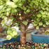 4 8 12 Inches Brussel's Bonsai Live Dwarf Jade Bonsai Tree, Indoor - Medium, Years Old, to Tall - Decorative Water
